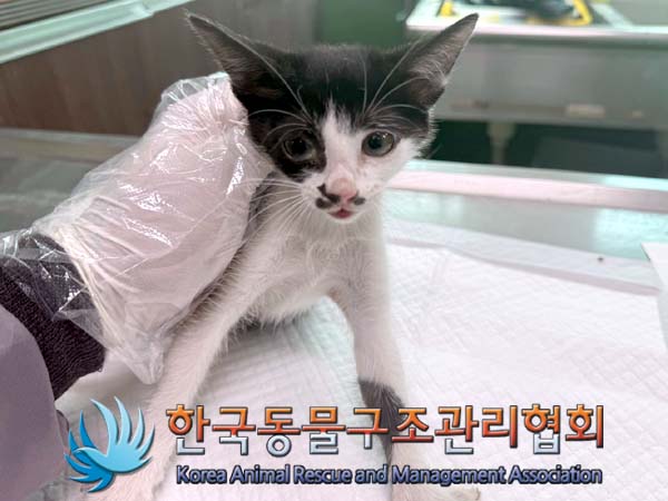 한국동물구조관리협회_441559202400662
